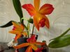 Cattleya Hybrids   